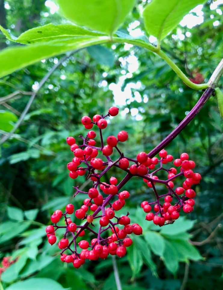Rowan berries 2