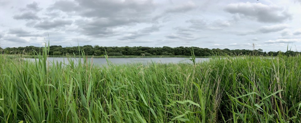 Alder Fen Broad