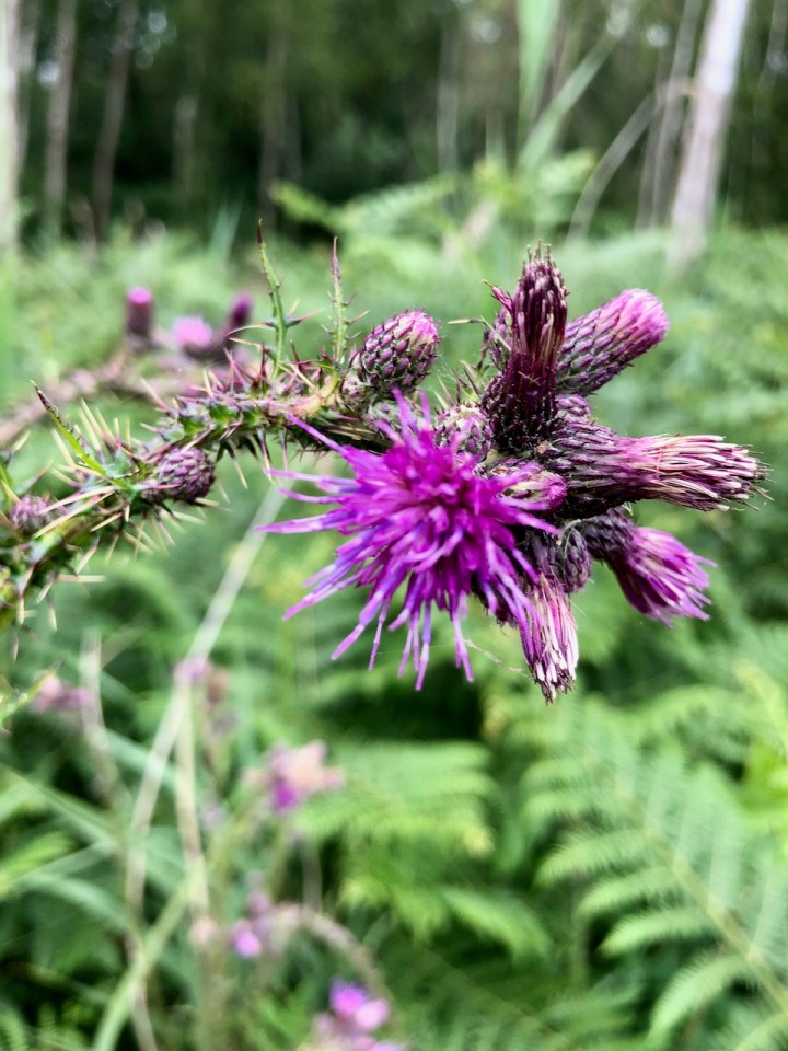 Thistle in bloom