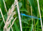 Damsel Fly - so fragile and pretty