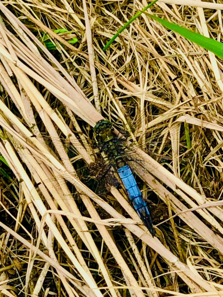 Dragon Fly - don't know what species