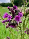 Thistle 2