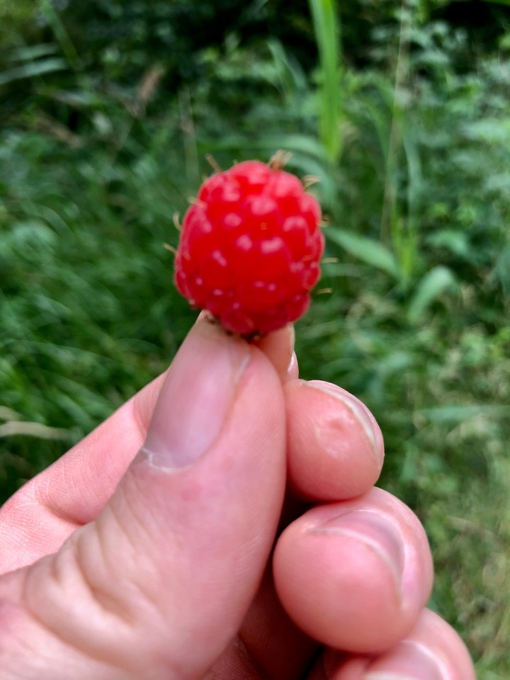 Wild raspberries