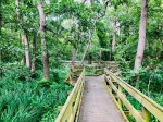 Barton Broad Boardwalk