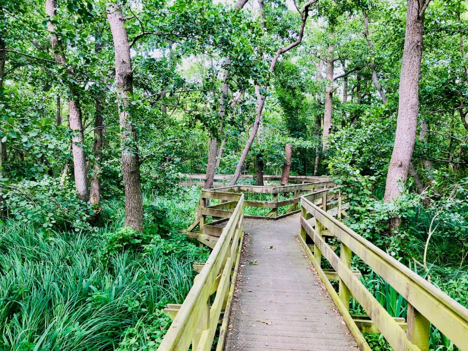 Barton Broad Boardwalk