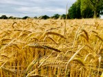Fields of Barley