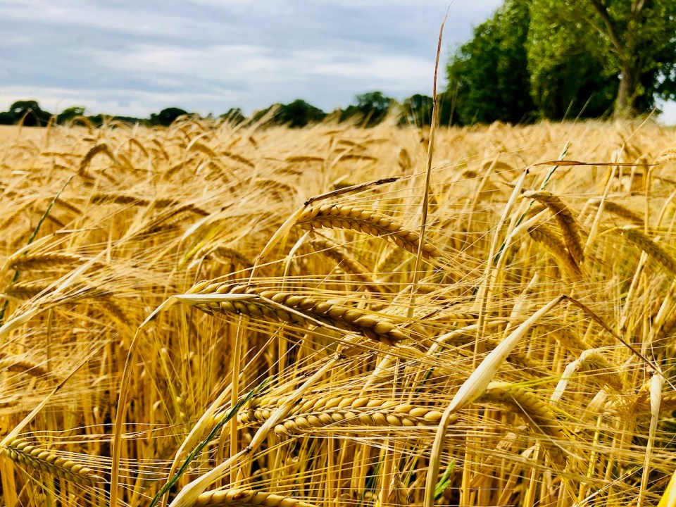 Fields of Barley