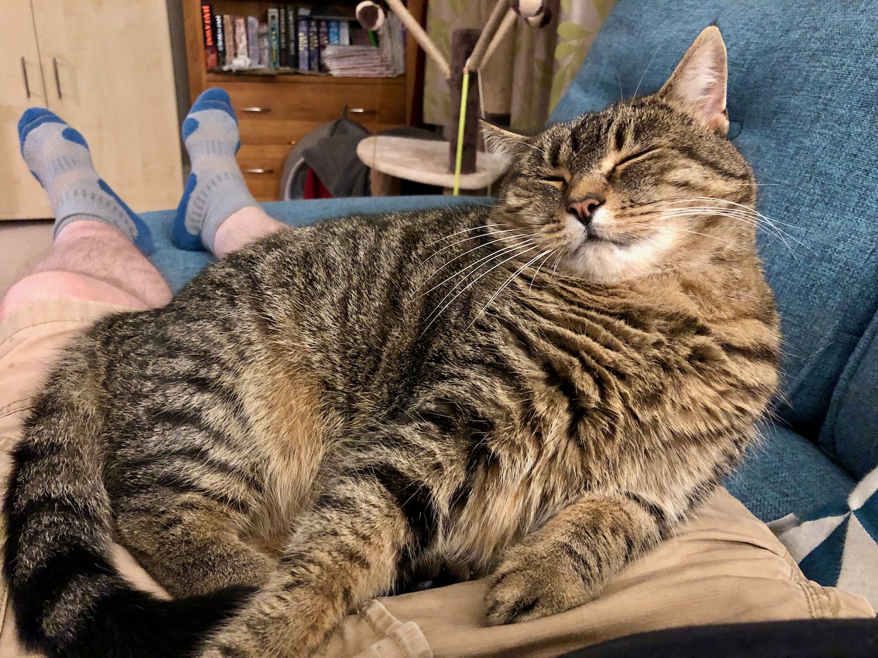 Gideon - happiest on a lap