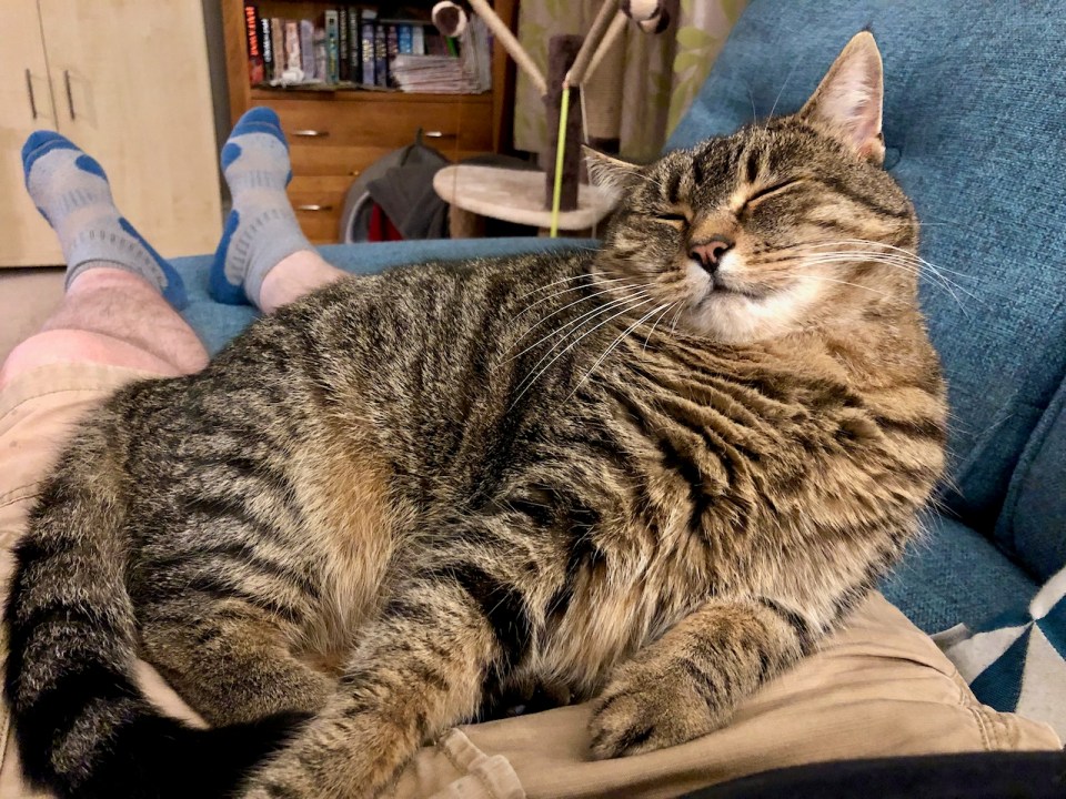 Gideon - happiest on a lap