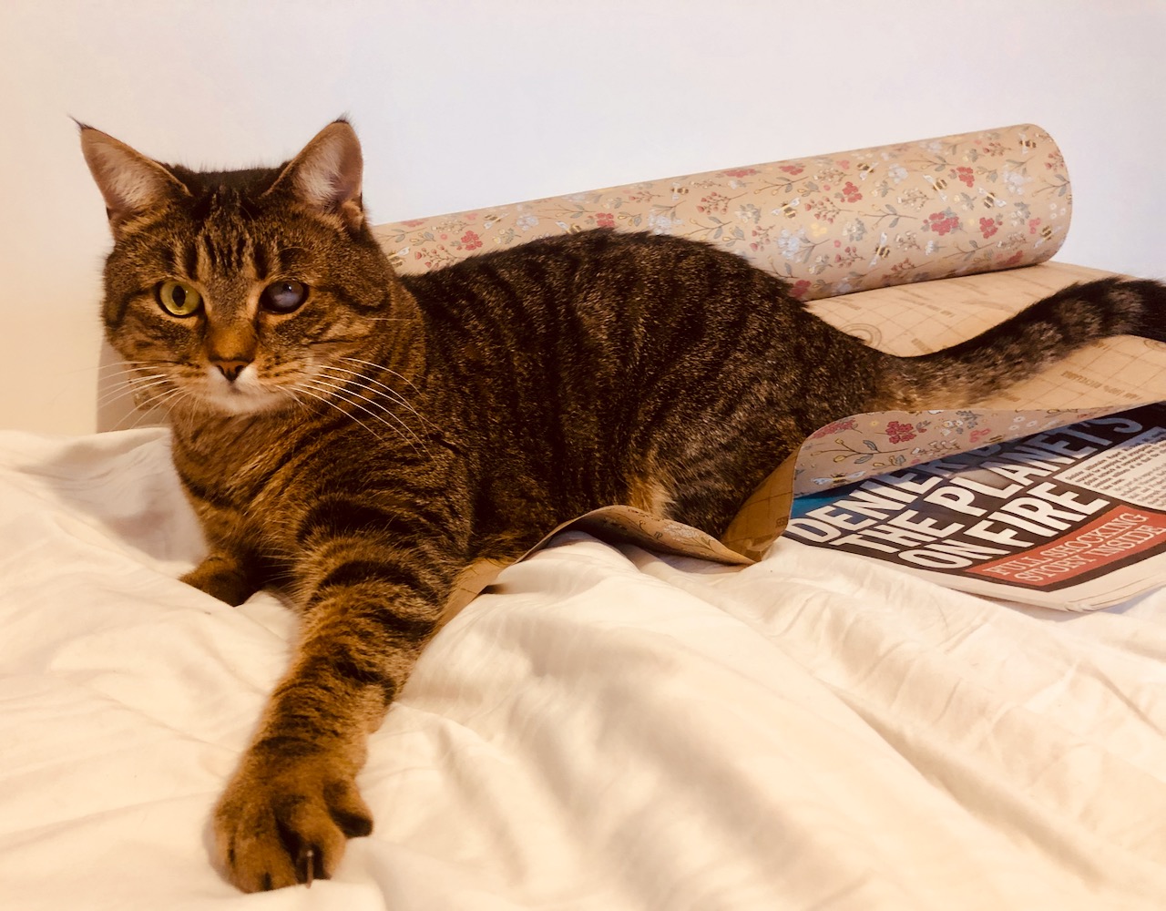 Gideon - beware the claws