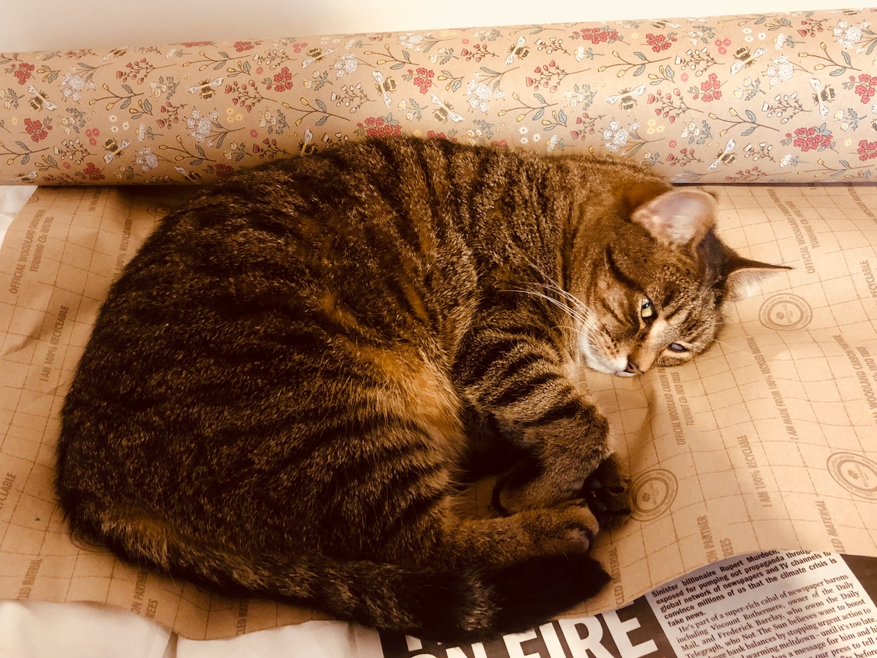 Gideon-wrapping paper is a good place to lie down