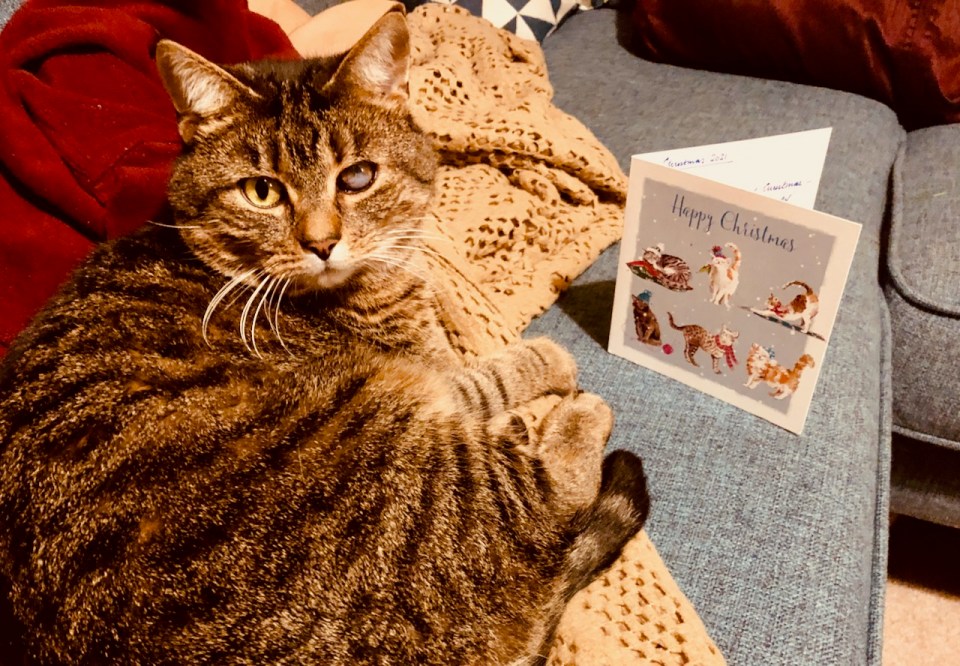 He likes cards with cats on them