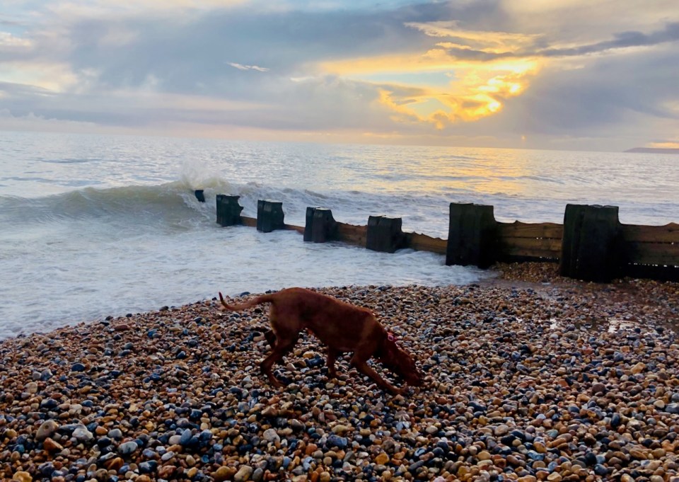 Dog thinks it's brilliant