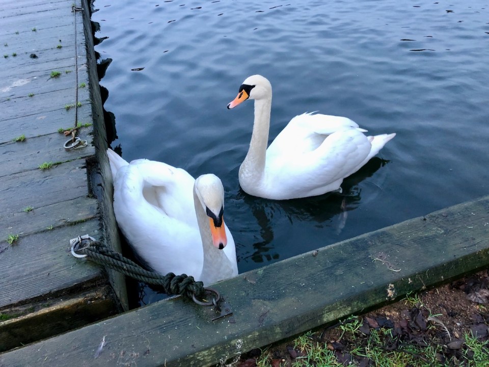 Hungry swans