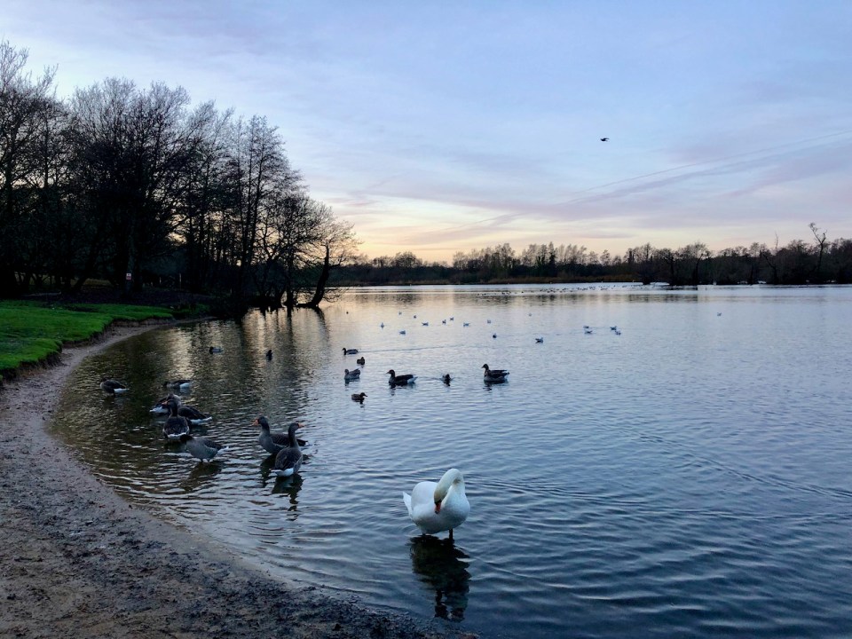 Salhouse Broad - ducks are a dabbling