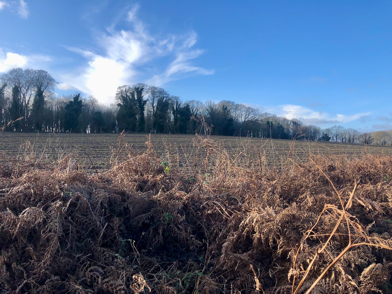 Bracken and birdsong