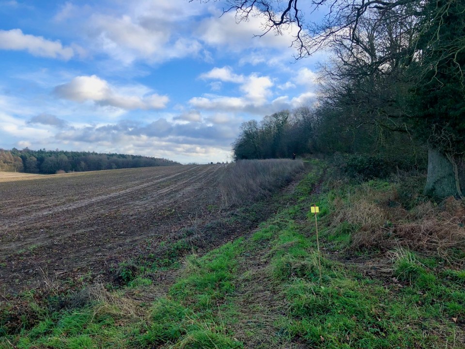 Farmland and Forest