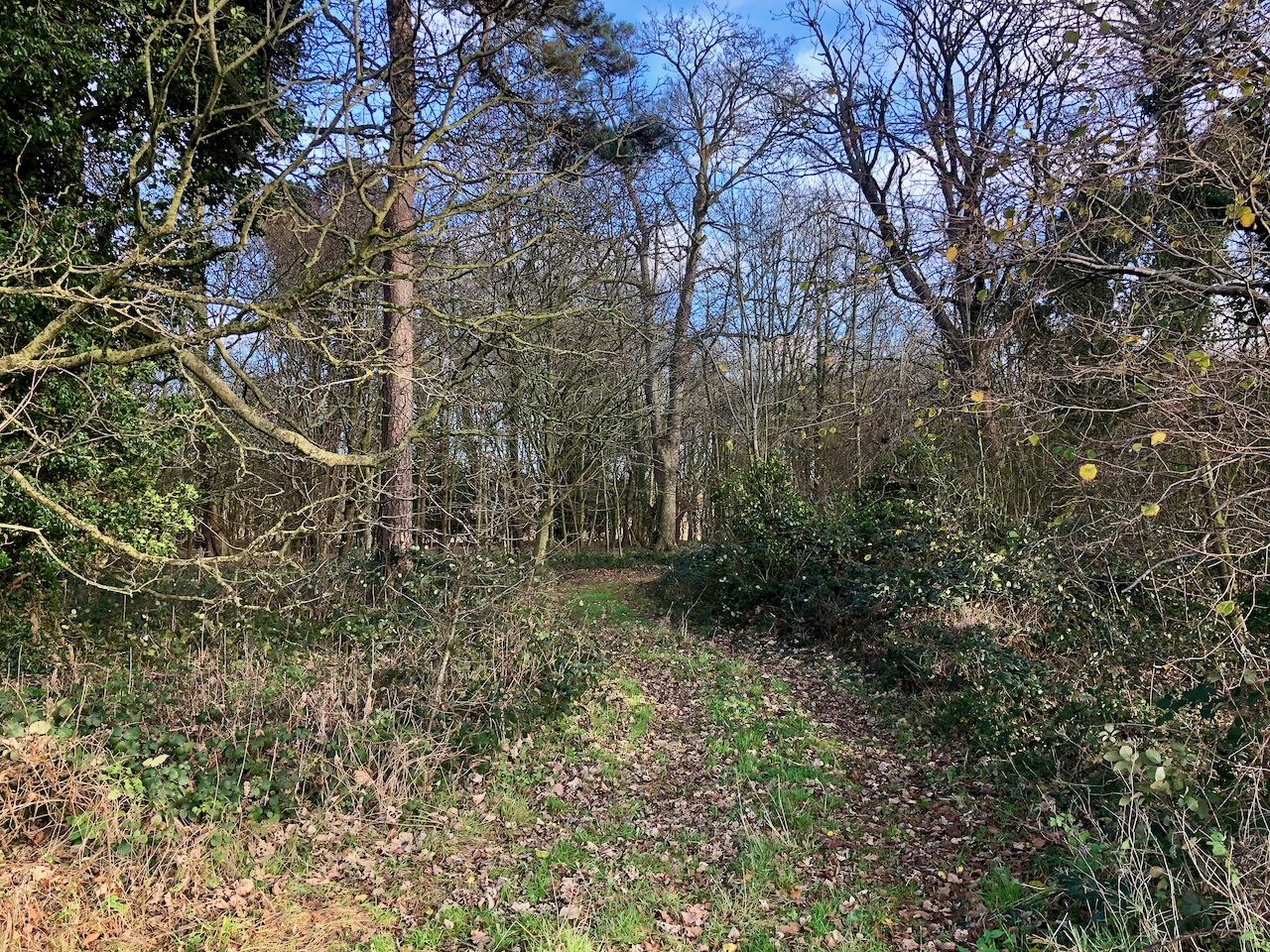 Woodland thickets - Wensum Valley