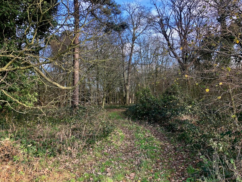 Woodland thickets - Wensum Valley