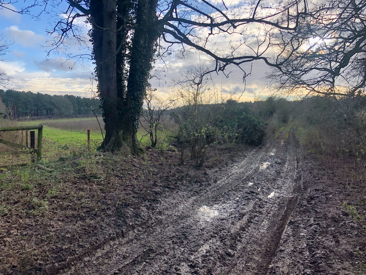 Muddy tracks - Wensum Valley