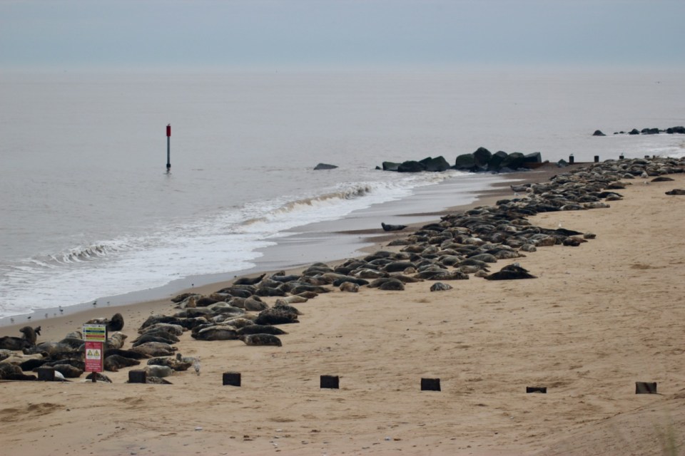 Really quite a lot of seals