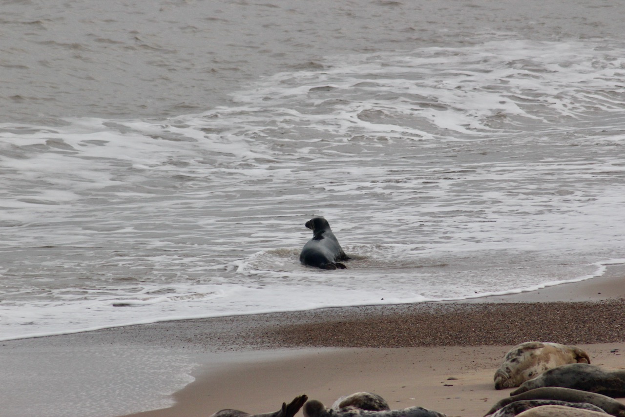 Seal considering a dip