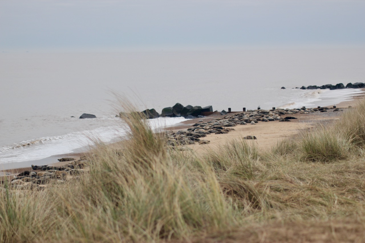 Tufty grass...bit like my hair