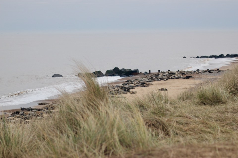 Tufty grass...bit like my hair