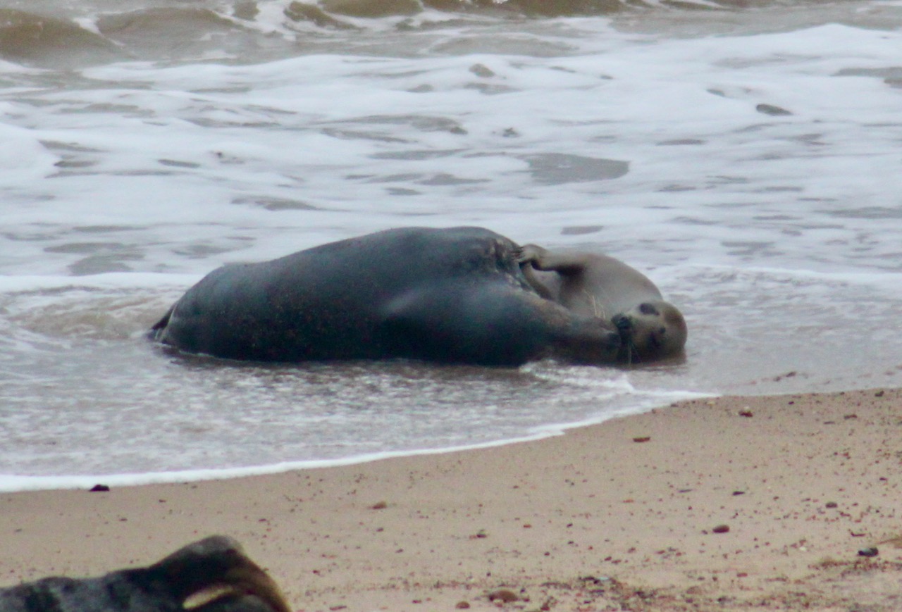 Mum and pup in surf