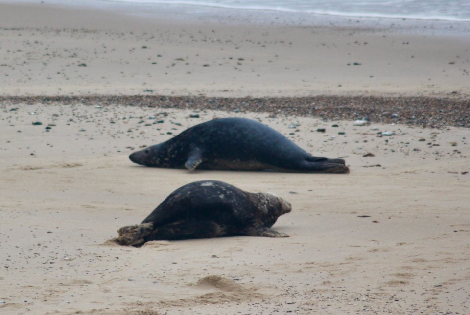 Somebodies eaten well