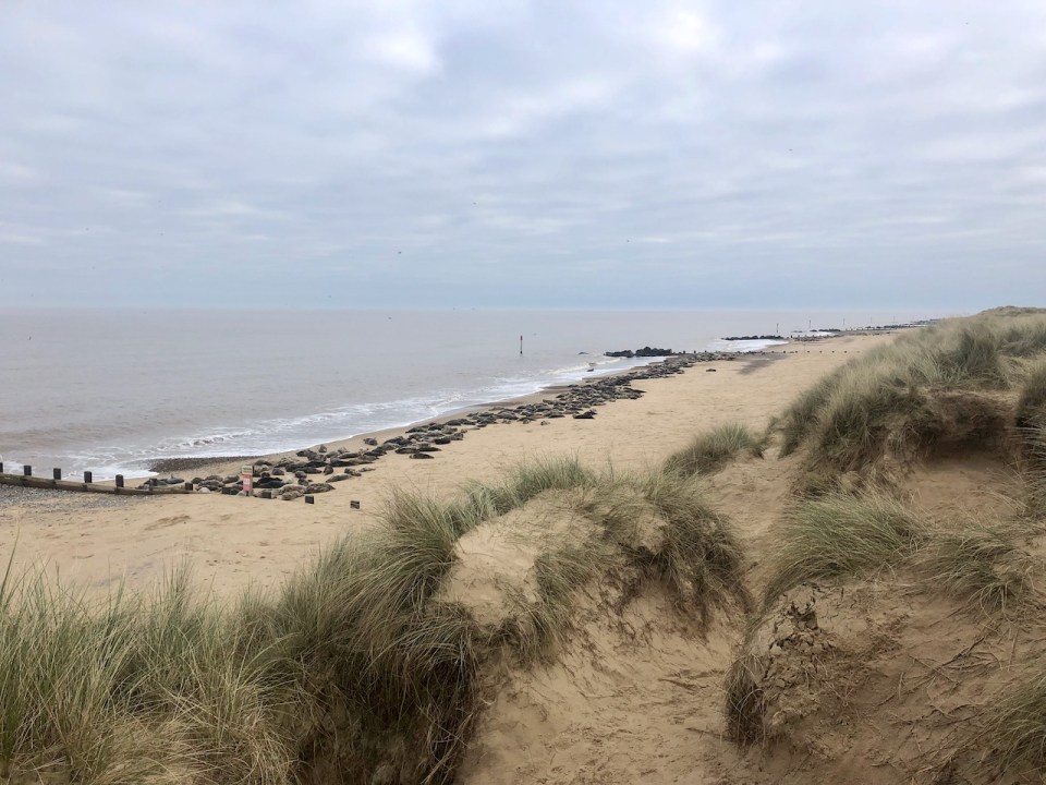 Seals lazy at Horsey