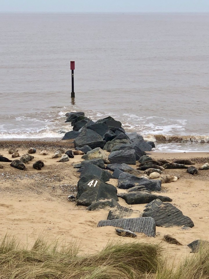 Groyne number 41