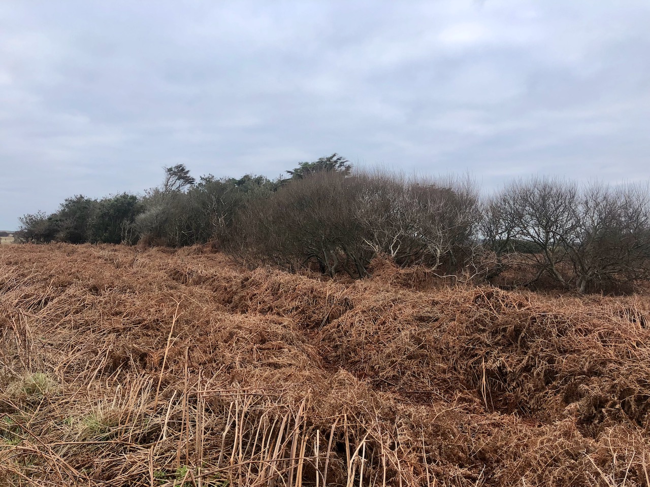 Bracken and Blackthorn