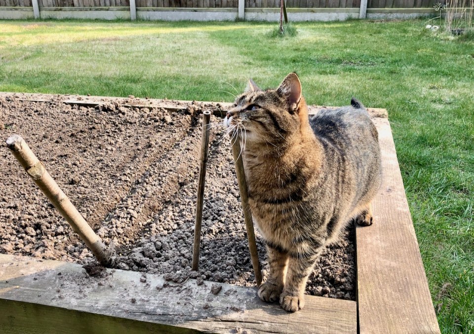 Gideon inspecting gardening efforts