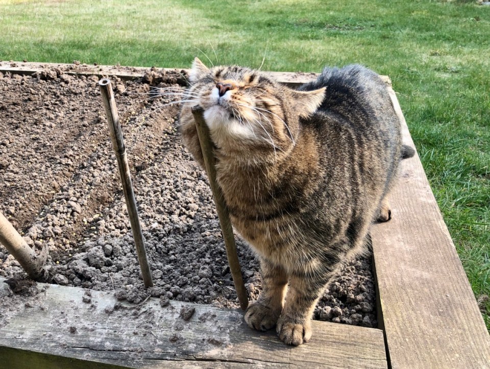 He likes the scratching posts