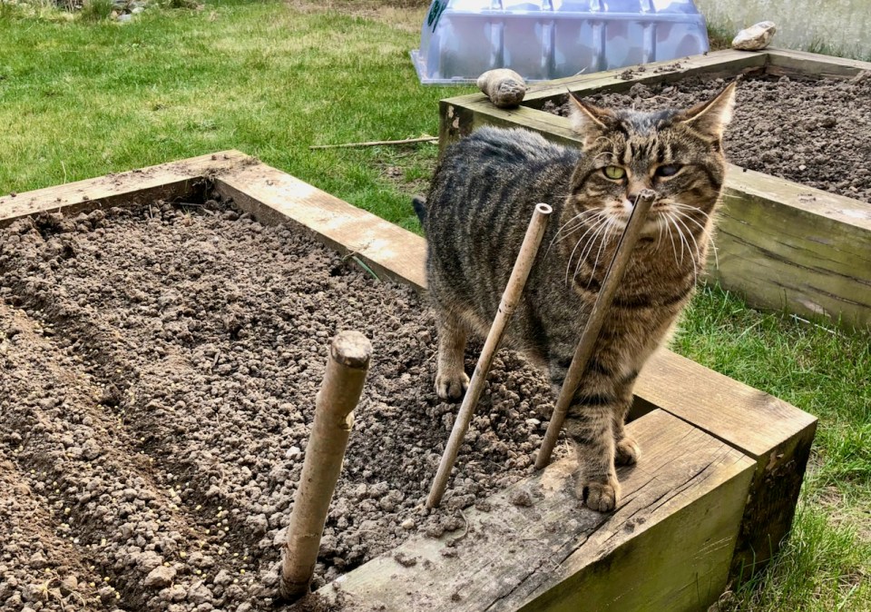 Cat has no respect of planted seeds