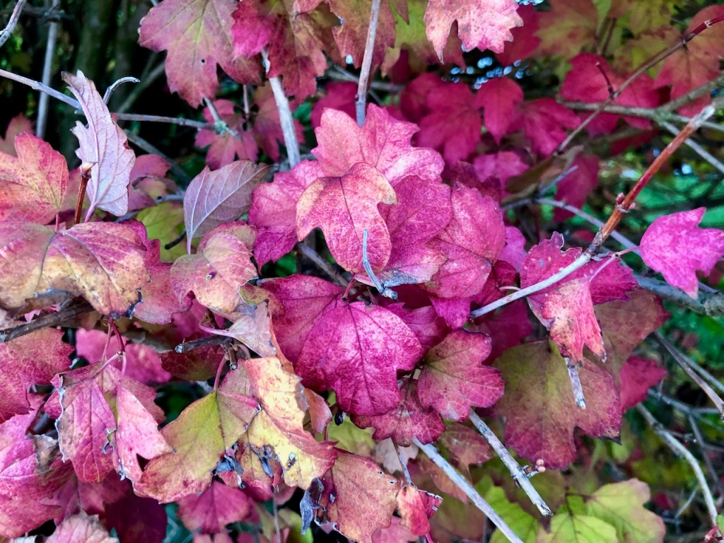 Guelder Rose in Autumn colours