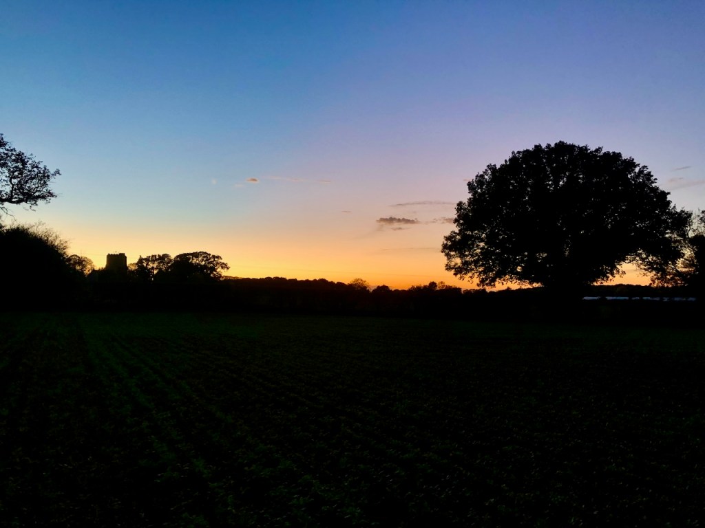 Oak tree in Silhouette