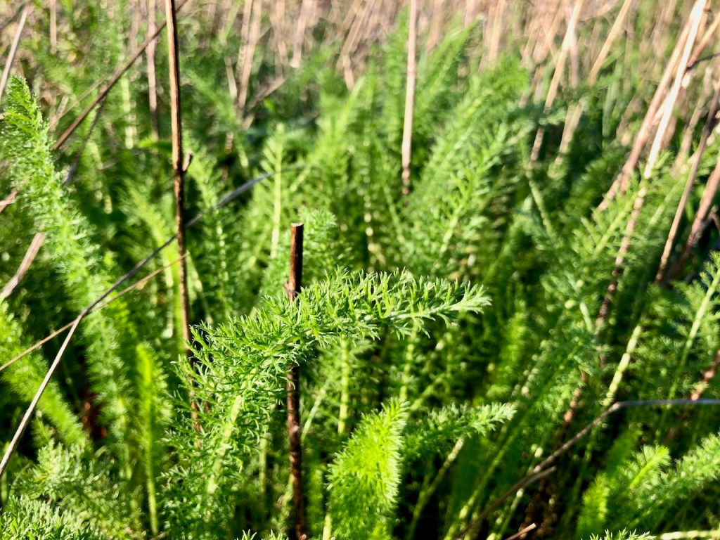 Yarrow - good medicine
