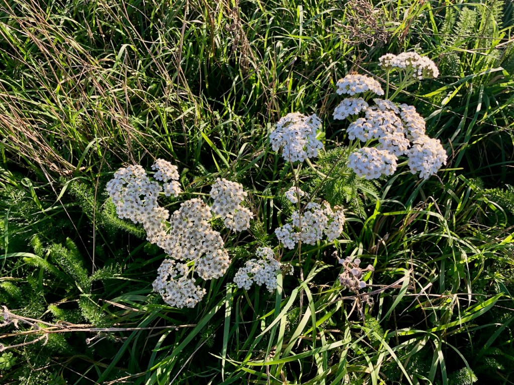 Yarrow still flowering