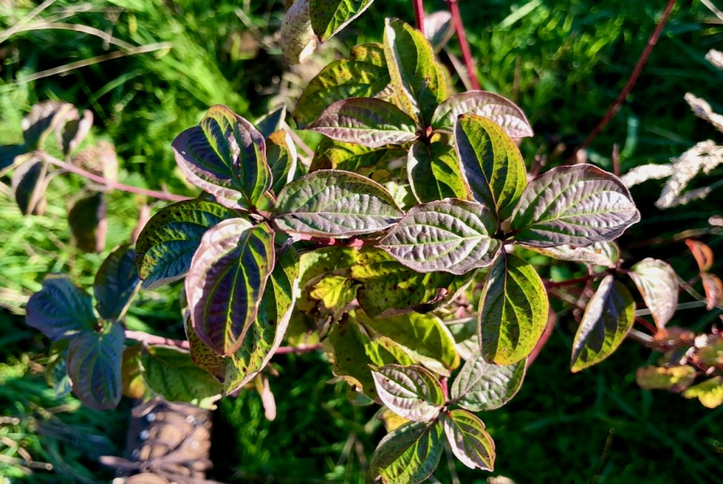 Dogwood - Cornus sanguinea