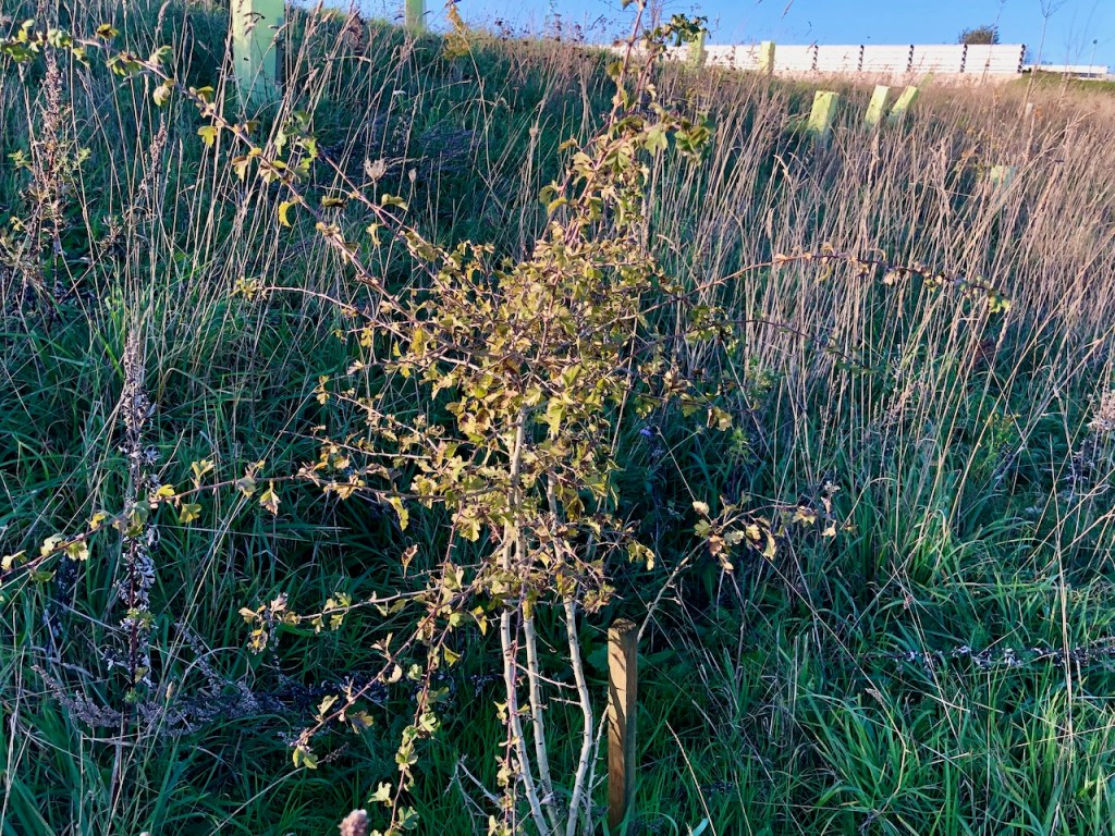 Hawthorn - Crataegus monogyna