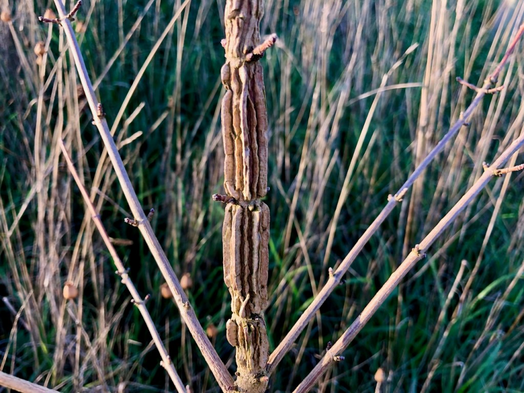 Field Maple bark - crocodile skin