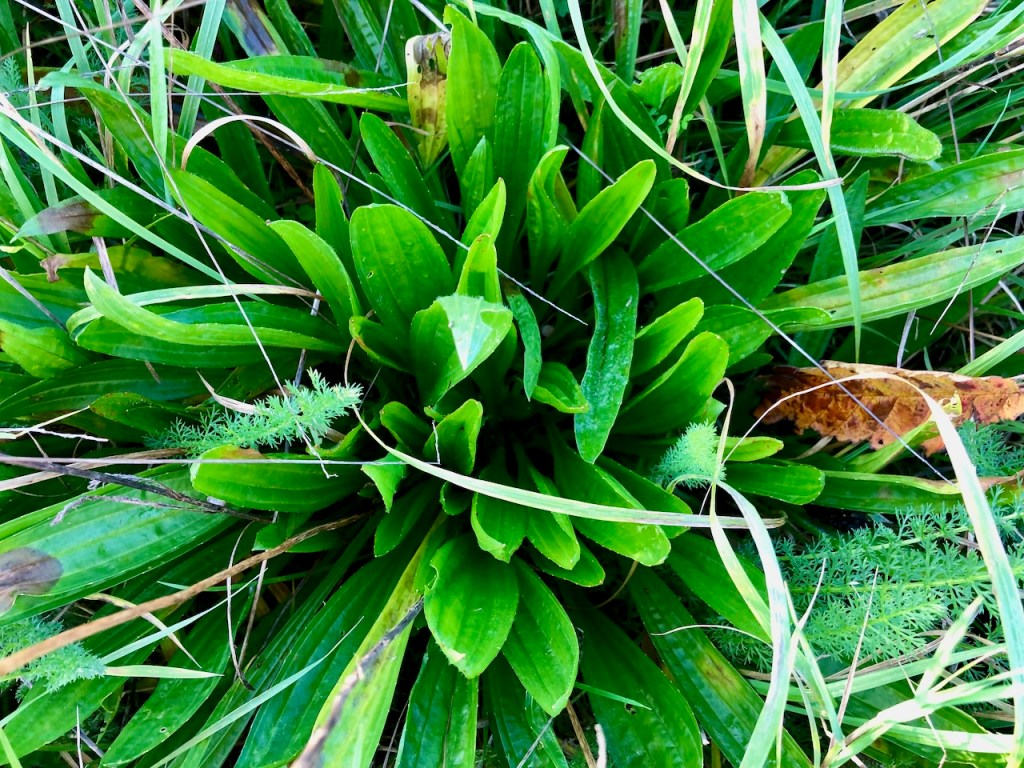 Ribwort Plantain - Plantago lanceolata