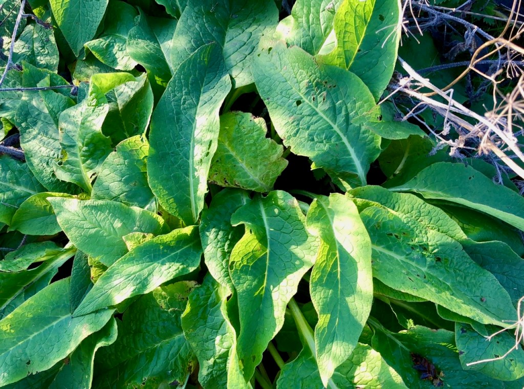 Comfrey
