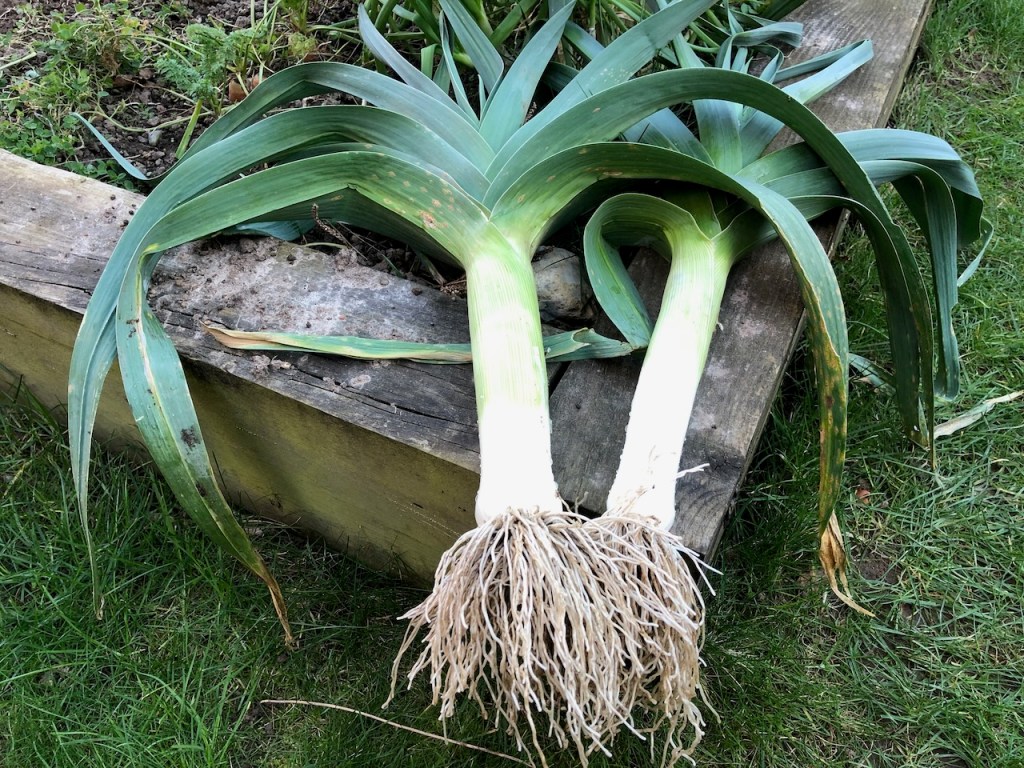Leeks extraordinaire