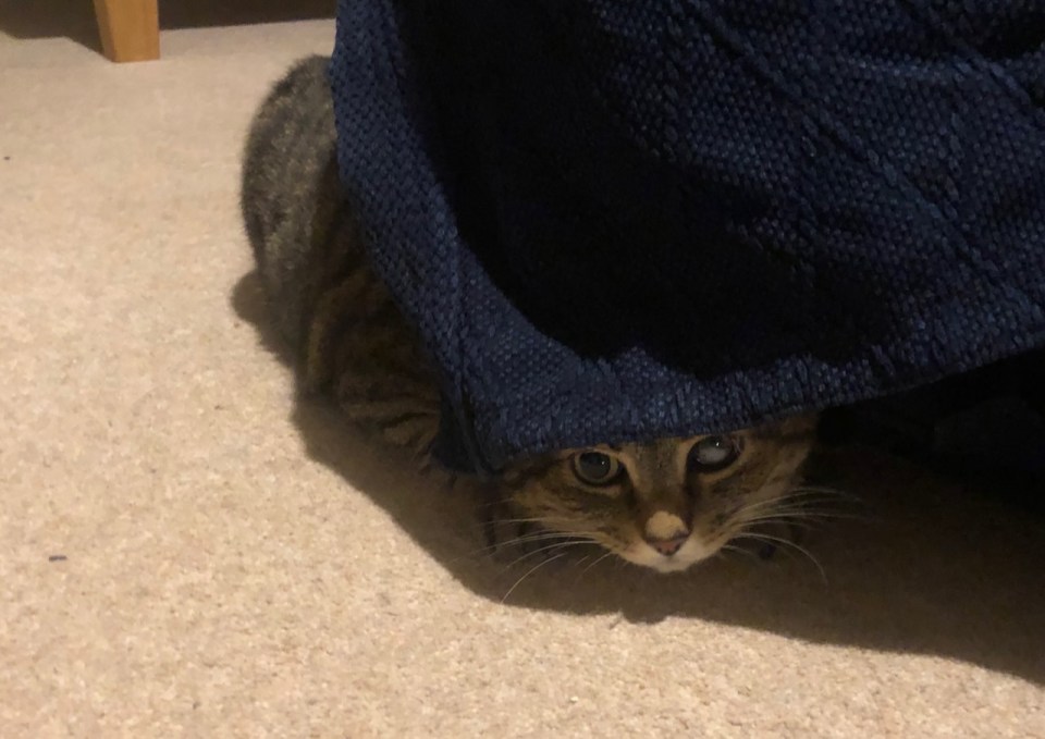 Gideon hiding, not very well
