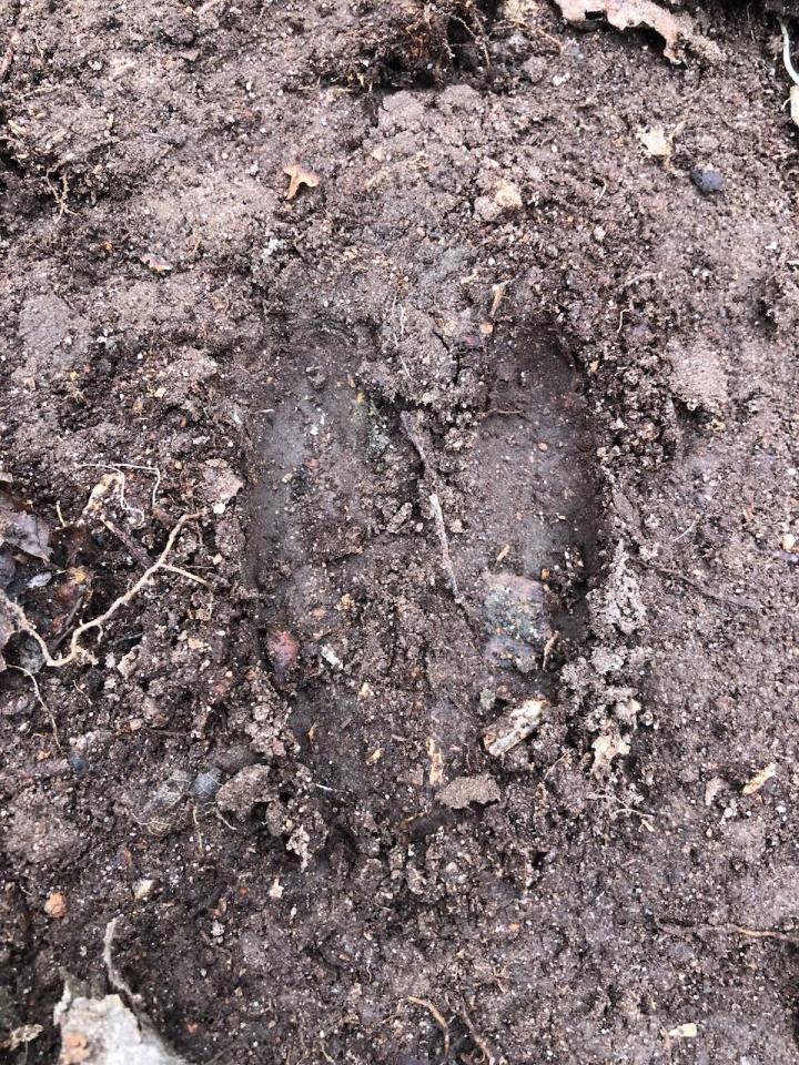 Deer track - probably Roe