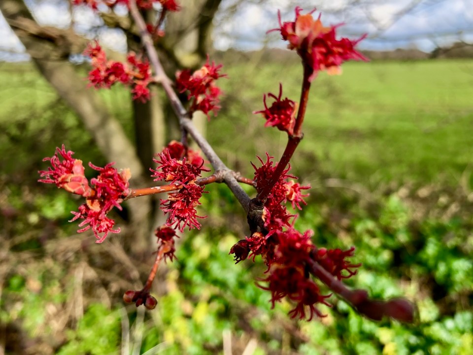 Mysterious blossom, maybe an Acer? Still trying to work it out