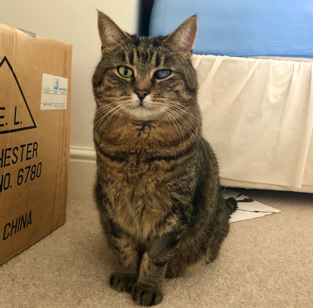 He had to have some fur shaved off his leg. Not impressed.